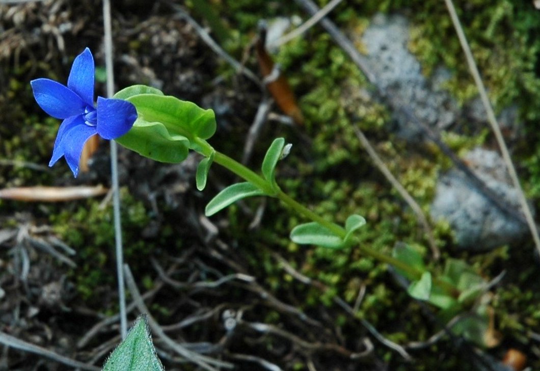 Gentiana utriculosa / Genziana alata